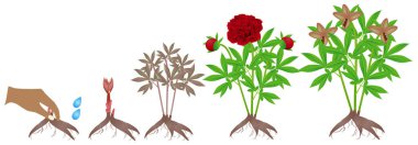 Beyaz bir arka plan üzerinde kırmızı şakayık bitki büyüme döngüsü.