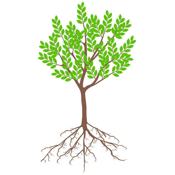 Árvore Com Folhas Verdes Raízes Fundo Branco — Vetor de Stock