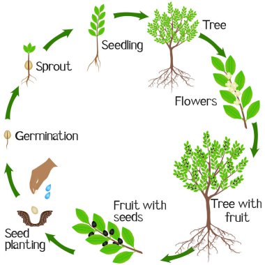 Beyaz arka plan üzerinde bir defne bitkisinin büyüme döngüsü.
