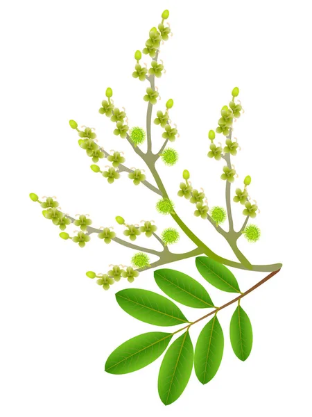 Rambutan Květy Listy Izolované Bílém Pozadí — Stockový vektor