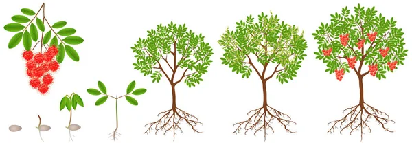 Wachstumszyklus Einer Rambutanpflanze Auf Weißem Hintergrund — Stockvektor