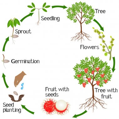 Beyaz arka plan üzerinde bir rambutan ağacının büyüme döngüsü.