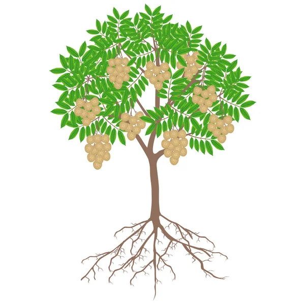 Longanbaum Mit Früchten Und Wurzeln Auf Weißem Hintergrund — Stockvektor