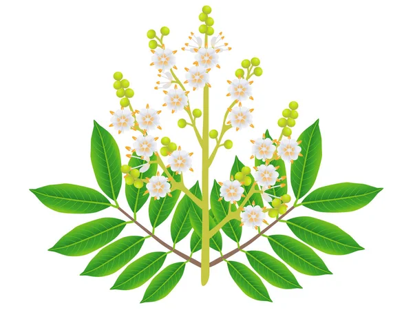 Longan Λουλούδια Φύλλα Που Απομονώνονται Λευκό Φόντο — Διανυσματικό Αρχείο