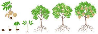 Beyaz arka plan üzerinde bir longan bitkibüyüme döngüsü.