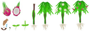 Beyaz arka plan üzerinde bir pitahaya bitkinin büyüme döngüsü.