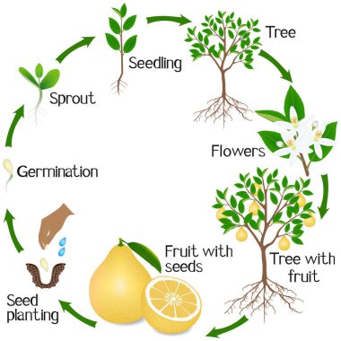 Beyaz arka plan üzerinde bir pomelo ağacının büyüme döngüsü.