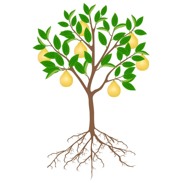 白い背景に果物と根を持つポメロの木 — ストックベクタ