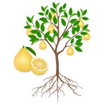 download sun vitamin download sun vitamin