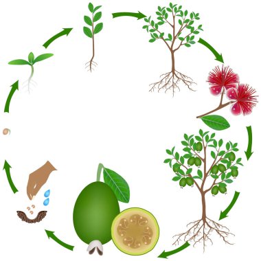 Beyaz arka plan üzerinde bir feijoa bitkinin yaşam döngüsü.