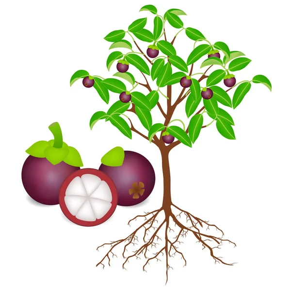 Mangosteen Tree Roots Fruits White — Stock Vector