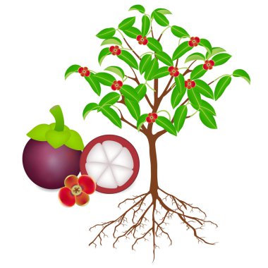 Beyaz bir arka plan üzerinde meyve ile Blooming mangosten ağacı.