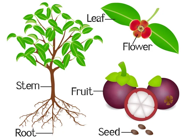 Delen Van Een Mangosteen Plant Een Witte Achtergrond — Stockvector