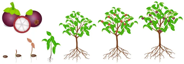 白い背景にマンゴスティーン植物の成長のサイクル — ストックベクタ
