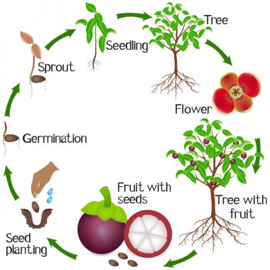 Beyaz arka plan üzerinde bir mangosten ağacının büyüme döngüsü.