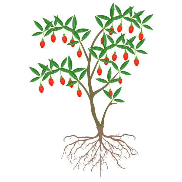 Goji Berry Plant Med Rötter Vit Bakgrund — Stock vektor