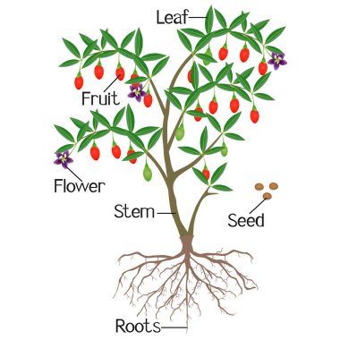 Beyaz arka plan üzerinde bir goji berry bitki parçaları.