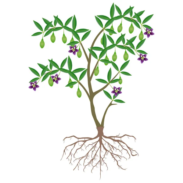 未熟な果物と花のゴジベリー植物 — ストックベクタ