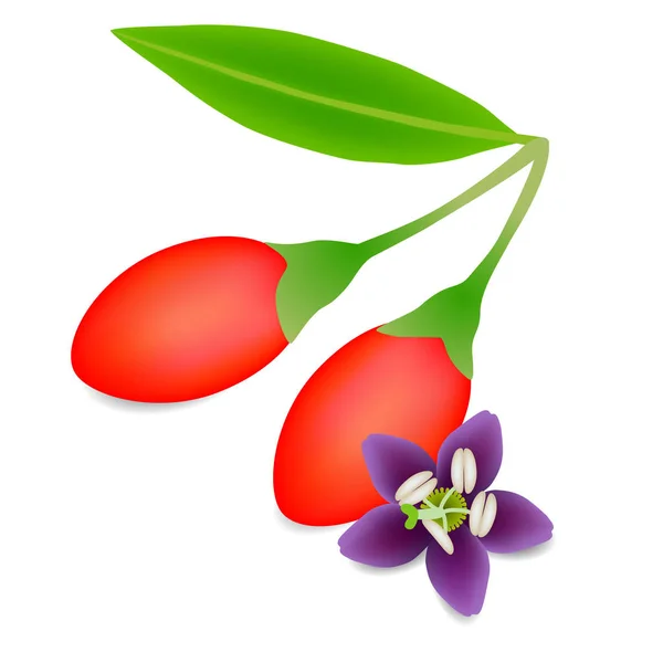 Bayas Goji Con Una Flor Sobre Fondo Blanco — Vector de stock