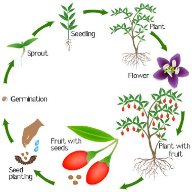 Beyaz arka plan üzerinde bir goji berry bitkibüyüme döngüsü.