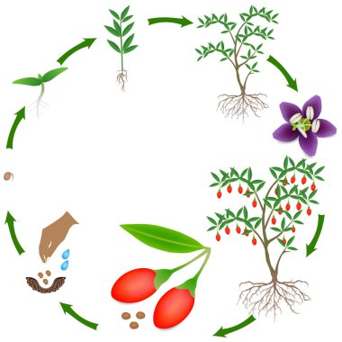 Beyaz arka plan üzerinde bir goji berry bitkiyaşam döngüsü.