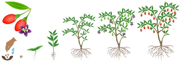 白背景上果吉浆果植物的生长周期 — 图库矢量图片