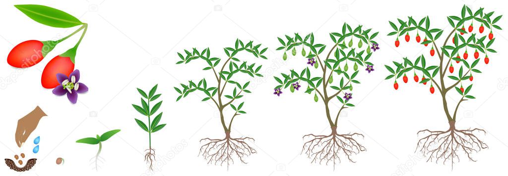 Cycle of growth of a goji berry plant on a white background.