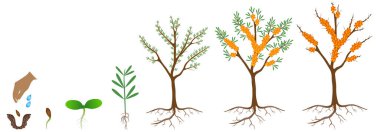 Beyaz bir arka plan üzerinde bir deniz dikeni bitkibüyüme döngüsü.