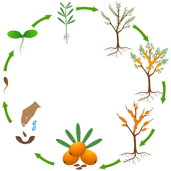 Life Cycle Sea Buckthorn Plant White Background — Stock Vector