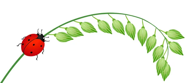 白の緑のキビの枝にレディバグ — ストックベクタ