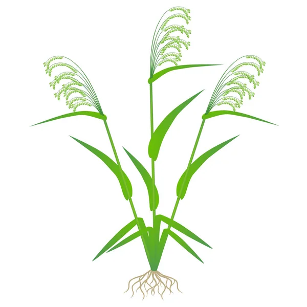Green millet with roots isolated on white background. — Stock Illustration Green Millet Roots Isolated White Background Vector Graphics
