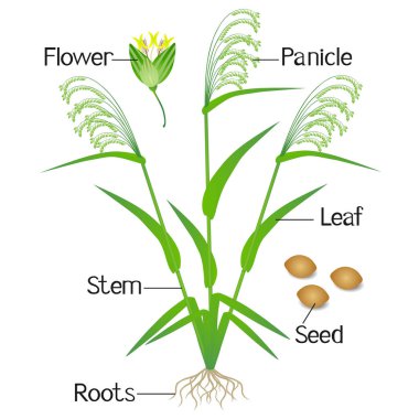 Beyaz arka plan üzerinde bir darı bitki parçaları.