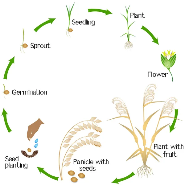Beyaz Arka Plan Üzerinde Bir Darı Bitkisinin Büyüme Döngüsü — Stok Vektör
