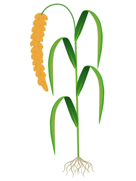成熟的狐尾小米与根隔离在白色背景 — 图库矢量图片