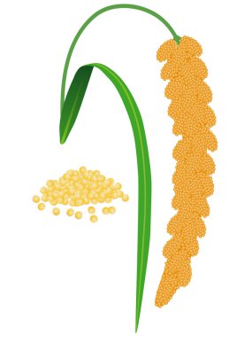 A branch of ripe foxtail millet and millet groats on a white. clipart