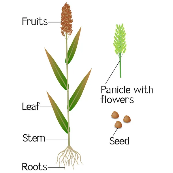 Partes Planta Sorgo Sobre Fondo Blanco — Archivo Imágenes Vectoriales