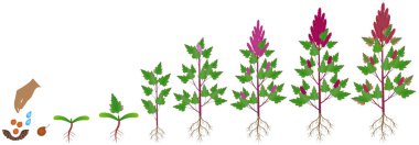 Beyaz bir arka plan üzerinde bir Quinoa bitkibüyüme döngüsü.