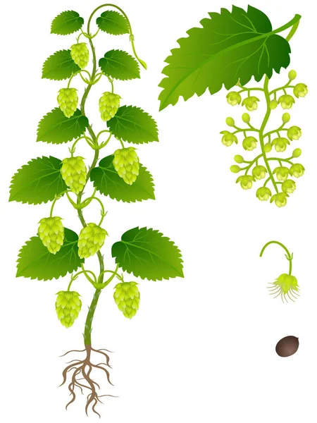 Μια Απεικόνιση Που Δείχνει Τμήματα Του Φυτού Hop Λευκό Φόντο — Διανυσματικό Αρχείο
