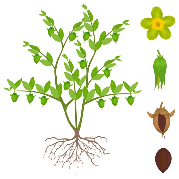 Ілюстрація Показує Частини Рослини Жожоба Білому Тлі — стоковий вектор