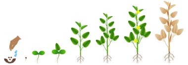 Beyaz arka planda jüt bitkibüyüme döngüsü.