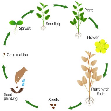 Beyaz arka plan üzerinde jüt bitkibüyüme döngüsü.