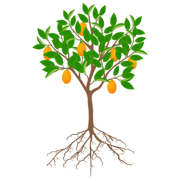 白い背景に果物と根を持つクムクワットの木 — ストックベクタ