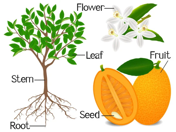 Parties Plante Kumquat Sur Fond Blanc — Image vectorielle