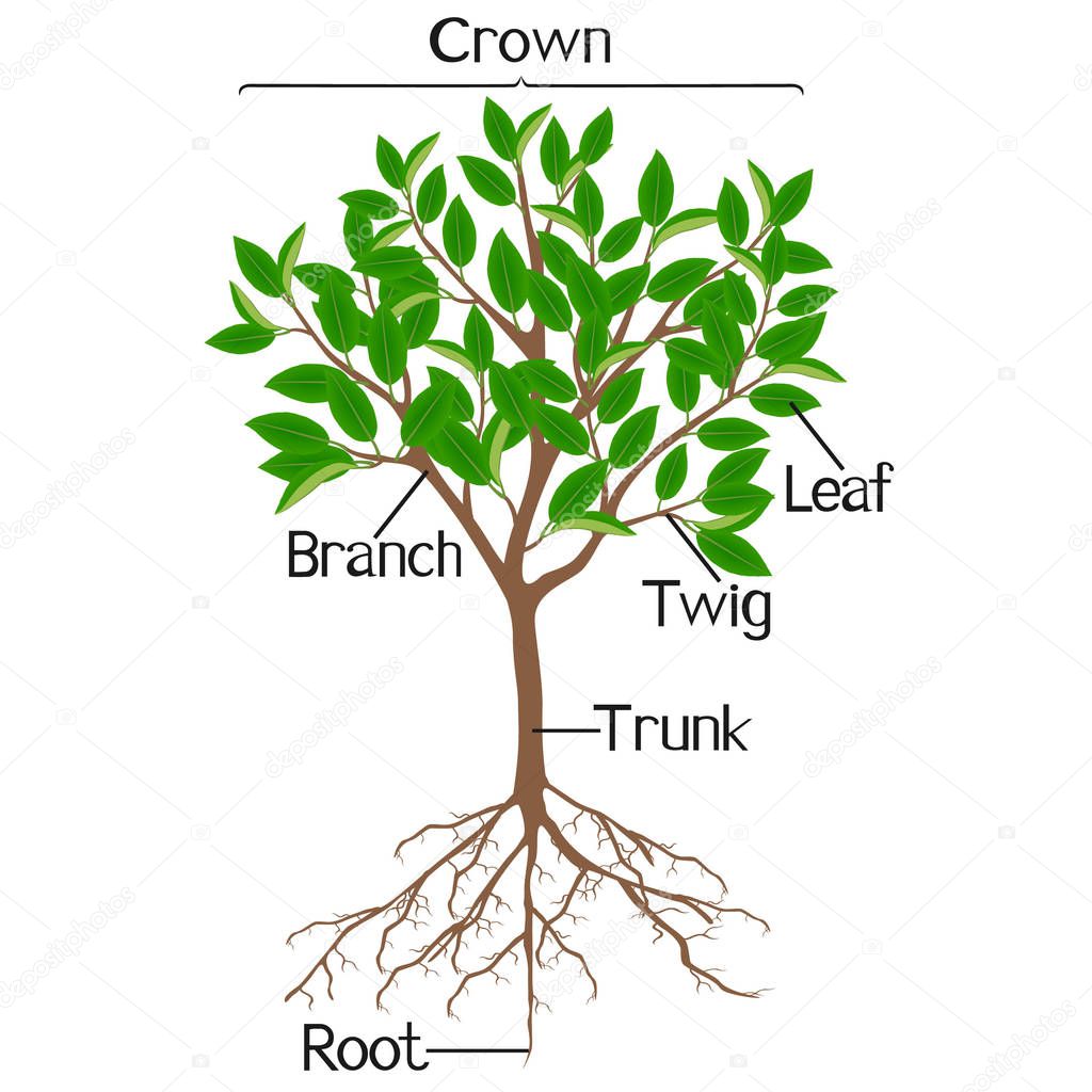 Parts of a tree with roots on a white background.
