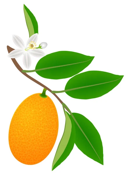 Branche Avec Fruits Kumquat Avec Feuilles Fleurs — Image vectorielle
