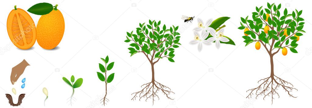 Cycle of growth of kumquat plant on a white background.