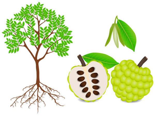 Showing parts of sugar apple plant on a white background.