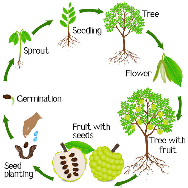 A growth cycle of a sugar apple plant on a white background.