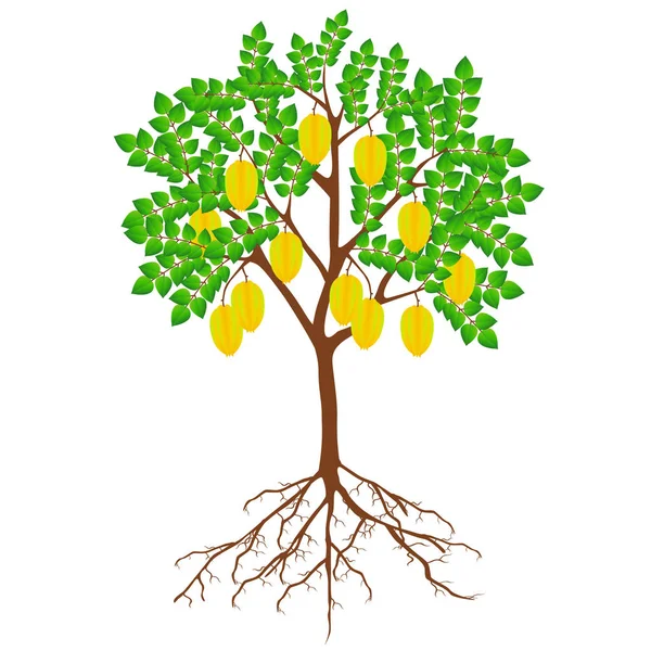 白い背景に果物と根を持つカランボラの木 — ストックベクタ