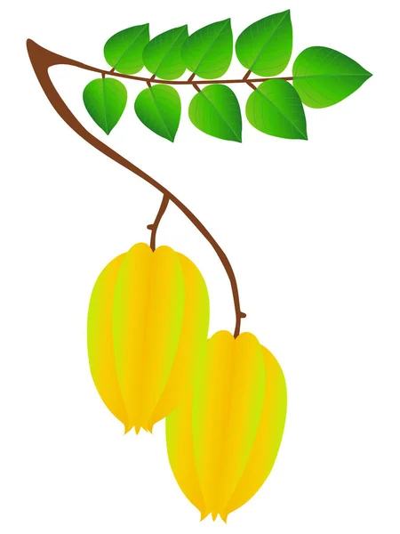 カランボラフルーツと白い背景に葉とブランチ — ストックベクタ